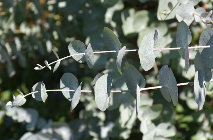Eucalyptus 
cinerea