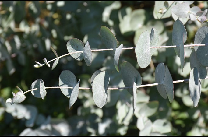 Eucalyptus 
cinerea
