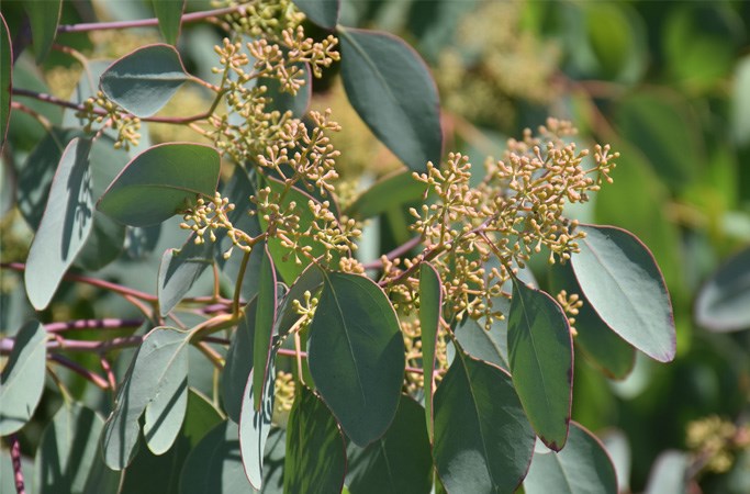 Eucalyptus popolus 
bacche