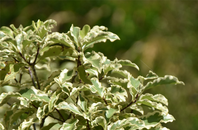 Pitosforino 
variegato