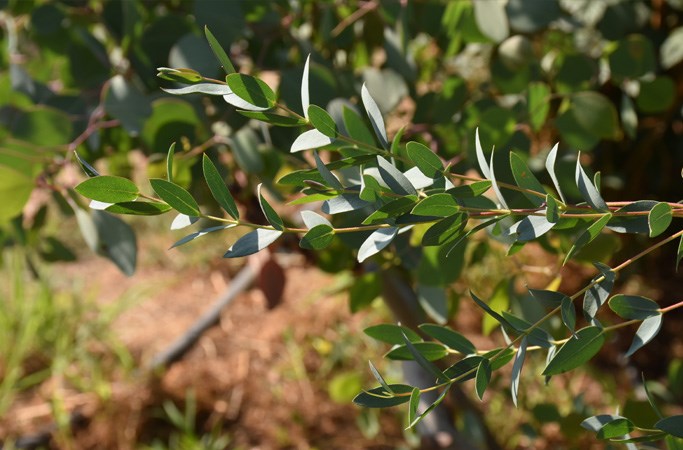 Eucalyptus 
parvifolia